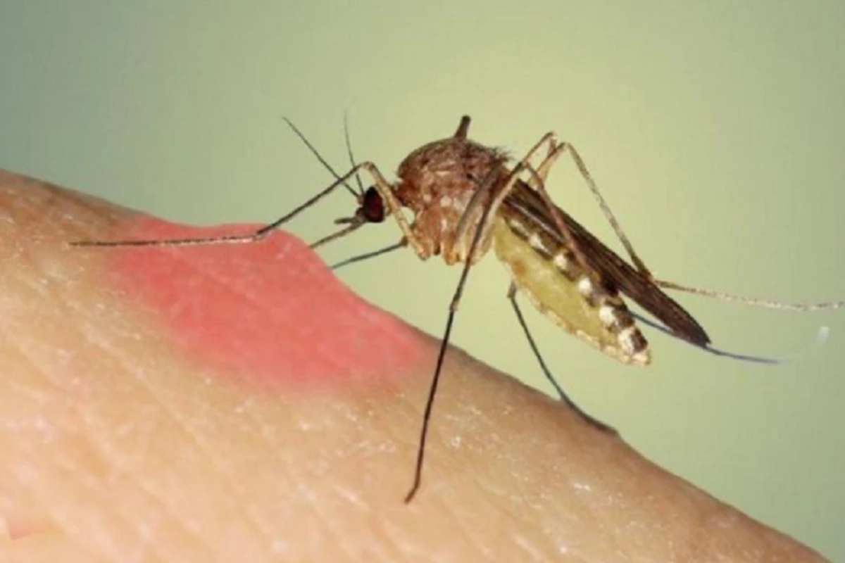 Koronavirus ağcaqanadlar vasitəsilə yoluxa bilər? - Sübut olundu