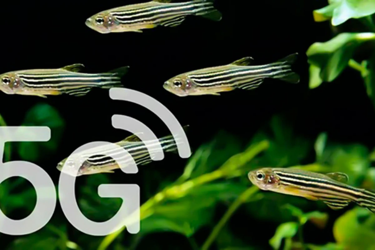 Американские биологи испытали 5G на рыбах Американские биологи испытали 5G на рыбах
