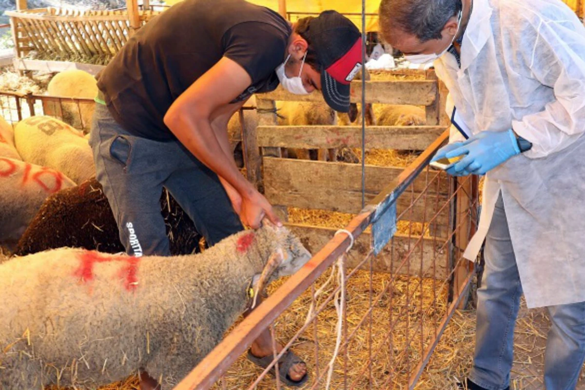 Qurbanlıq qoyunların sifarişi necə aparılacaq? - İZAH Qurbanlıq qoyunların sifarişi necə aparılacaq? - İZAH