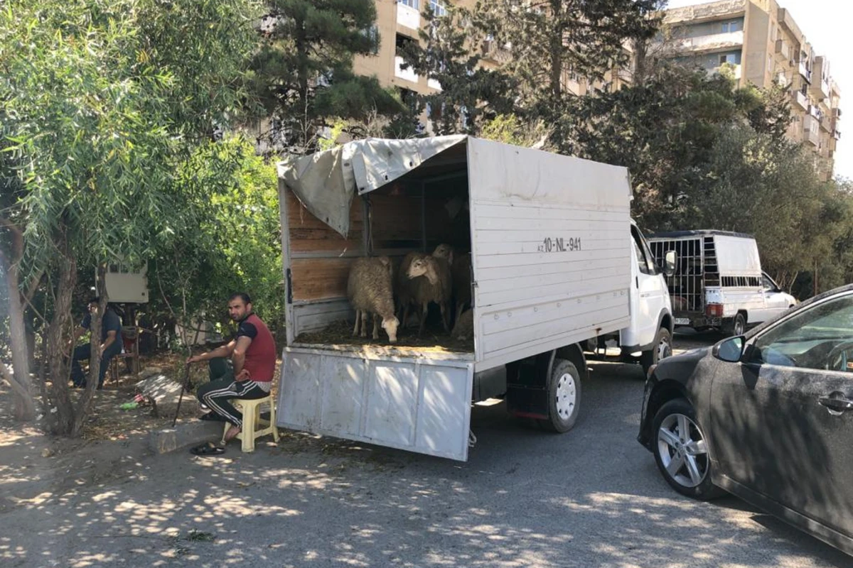 Polis qurbanlıq heyvanların satış yerlərində reyd keçirdi - FOTO Polis qurbanlıq heyvanların satış yerlərində reyd keçirdi - FOTO