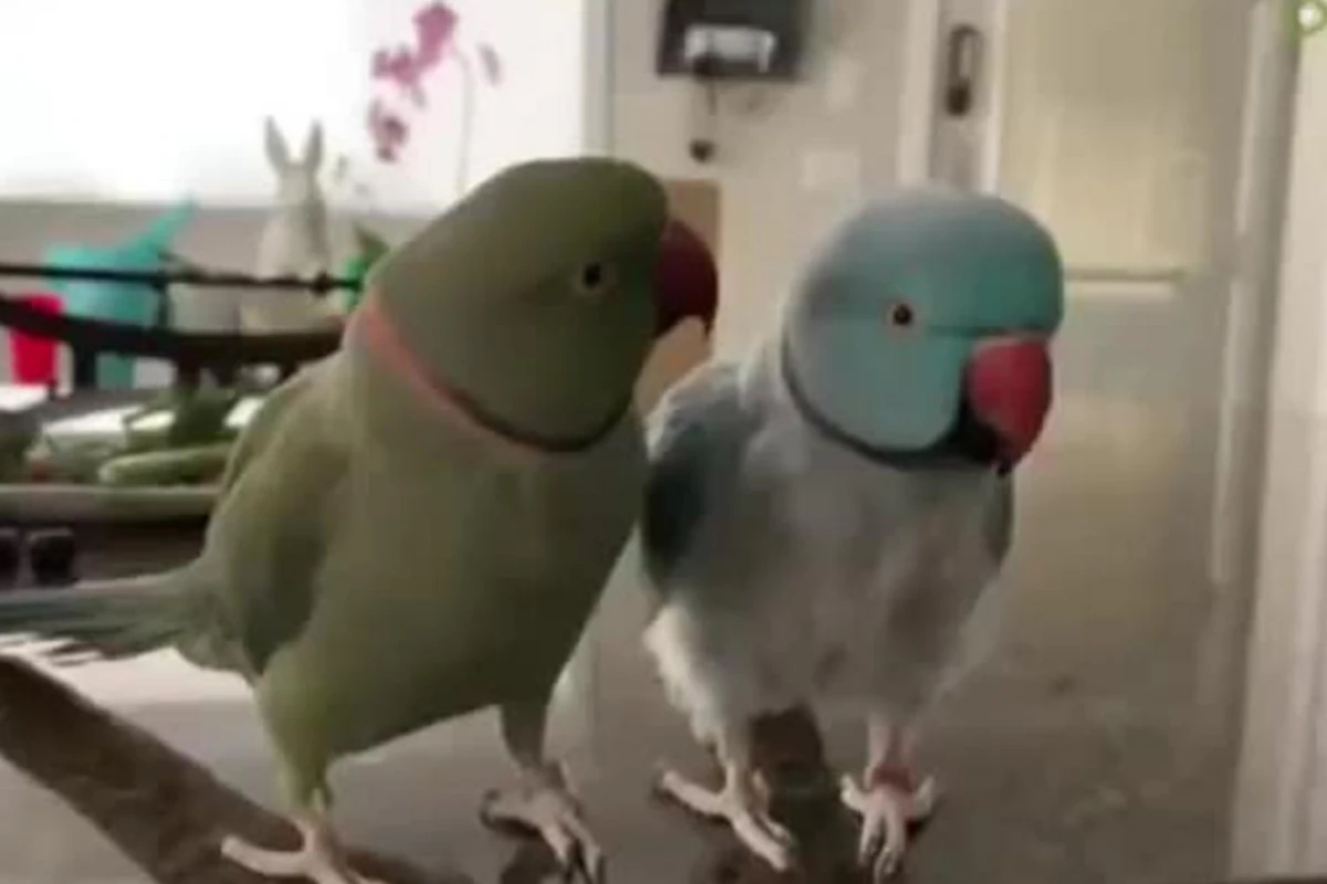 Болтающие друг с другом, совсем как люди, попугаи рассмешили Сеть - ВИДЕО