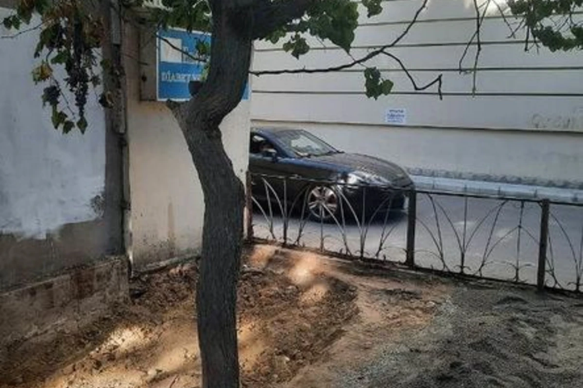 Bakı Şəhər İcra Hakimiyyətindən dibi betonlanmış ağaclarla bağlı AÇIQLAMA - FOTO