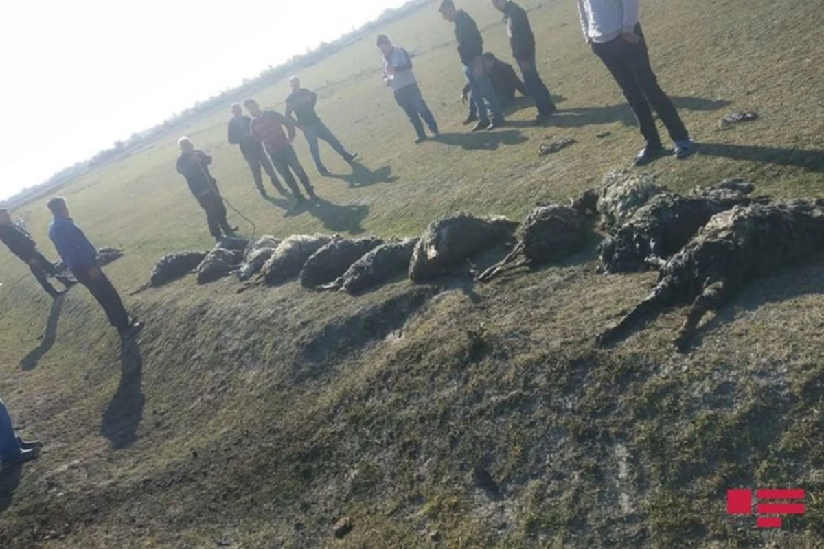 Göyçayda 80 baş qoyun suda batıb, 17-si ölüb - FOTO