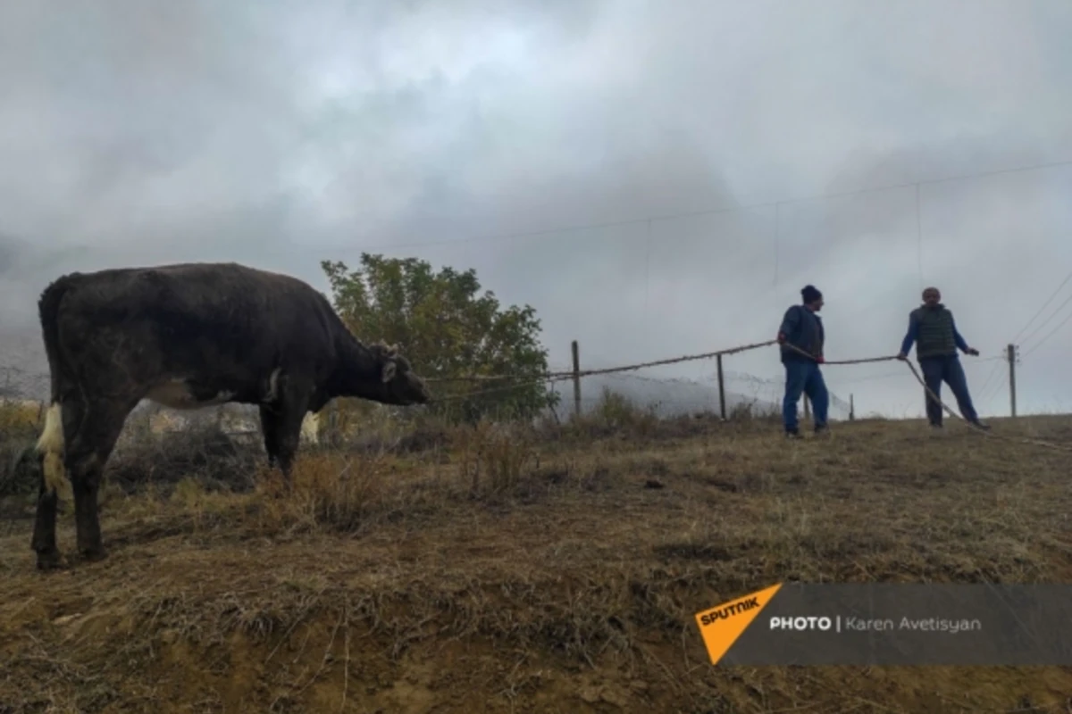Покинувшие Агдам армяне сожгли дома и убили домашний скот - ФОТО Покинувшие Агдам армяне сожгли дома и убили домашний скот - ФОТО