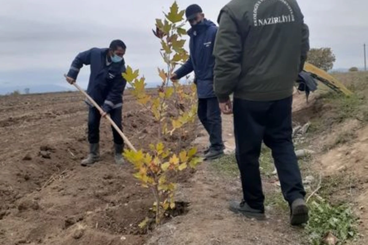 Düşmənin talan etdiyi Ağdama ağac əkilir - FOTO Düşmənin talan etdiyi Ağdama ağac əkilir - FOTO
