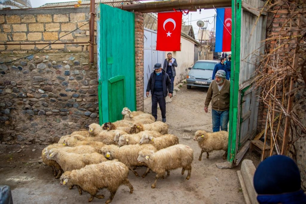 Şəhid ailəsi və müharibə iştirakçısı üçün kiçik təsərrüfatlar yaradıldı - FOTO