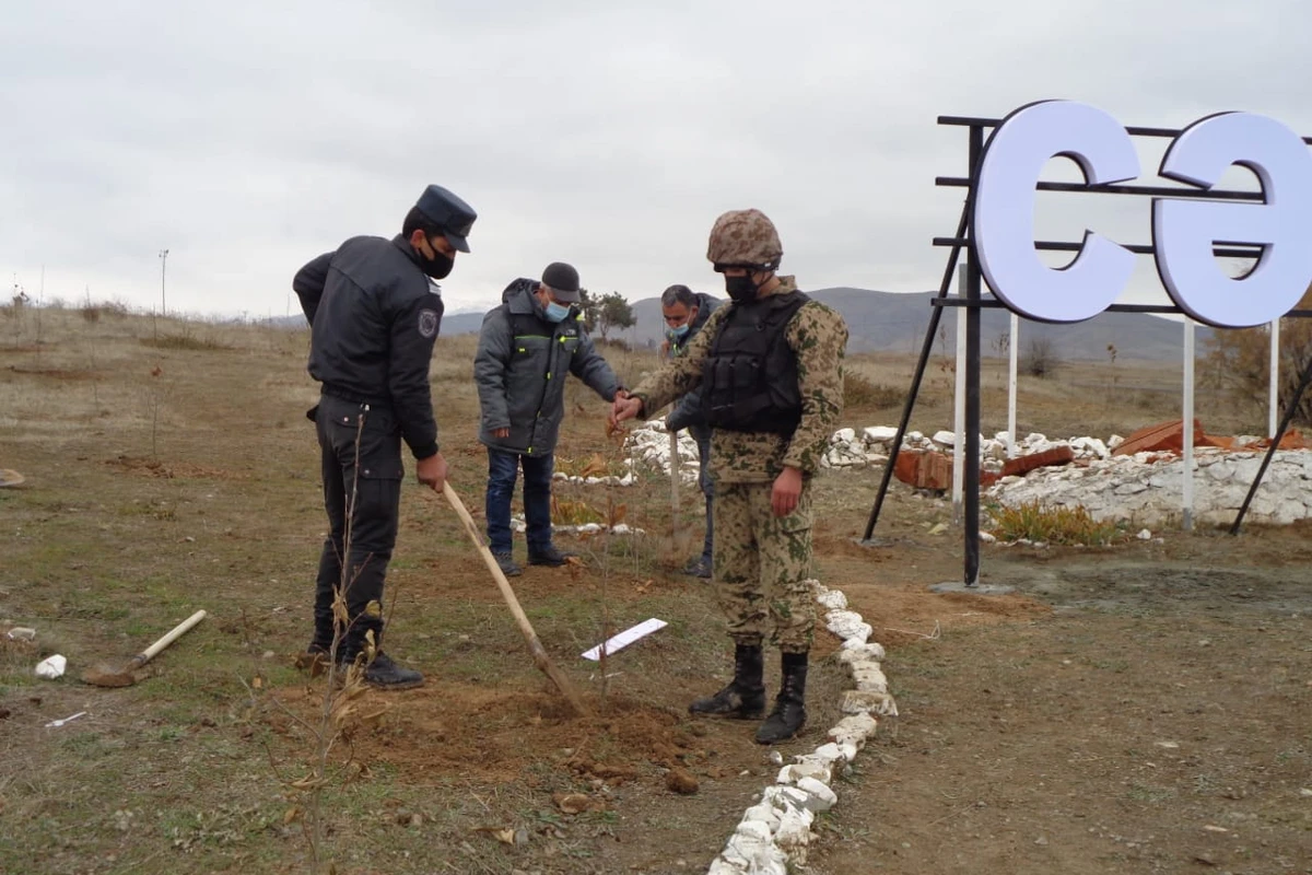 Cəbrayılda Şərq çinarları əkilib - FOTO