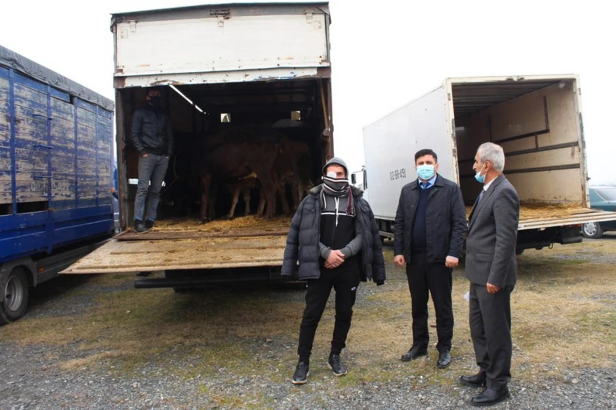 Oğuz və Qəbələdə şəhid ailələri və qazilər üçün təsərrüfatlar yaradılıb - FOTO