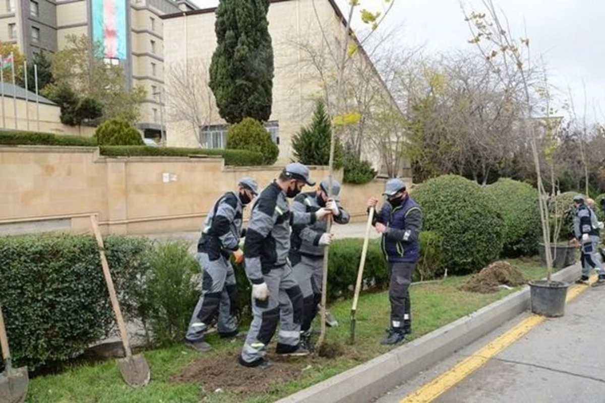 Bakıda Atatürk parkında ağaclar niyə kəsilir? - AÇIQLAMA - FOTO Bakıda Atatürk parkında ağaclar niyə kəsilir? - AÇIQLAMA - FOTO