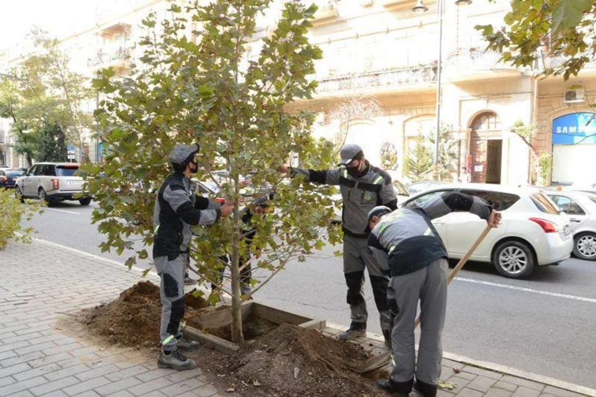 Почему в парке Ататюрка вырубают деревья? - ЗАЯВЛЕНИЕ + ФОТО