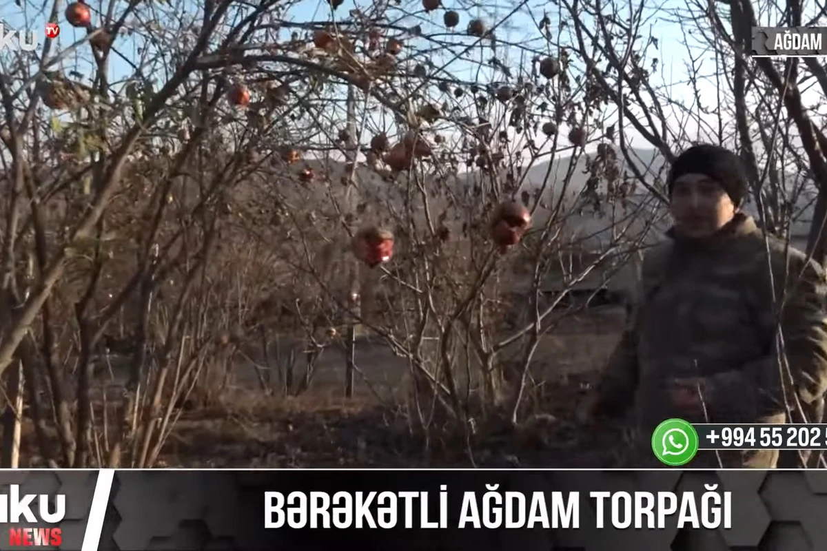 Bərəkətli Ağdam torpağı - VİDEO