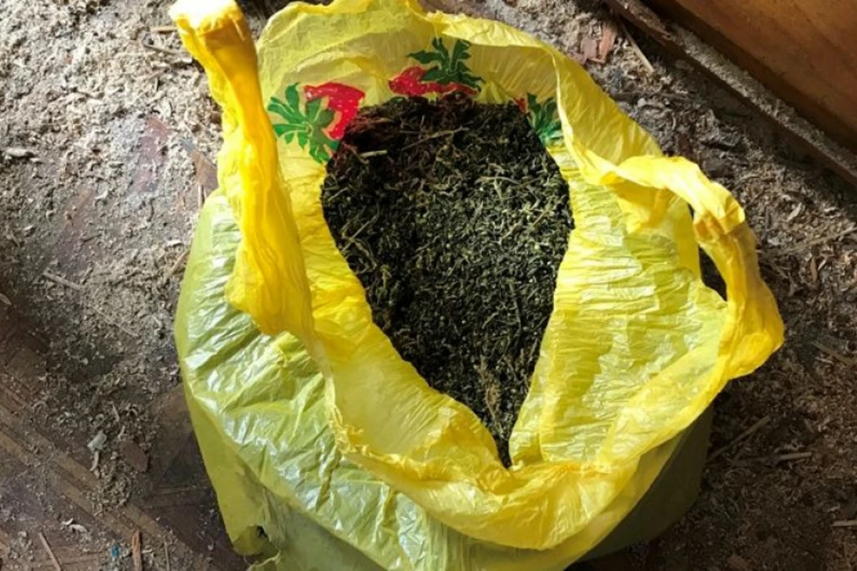 В Абшеронском районе обнаружено более 25 кг марихуаны