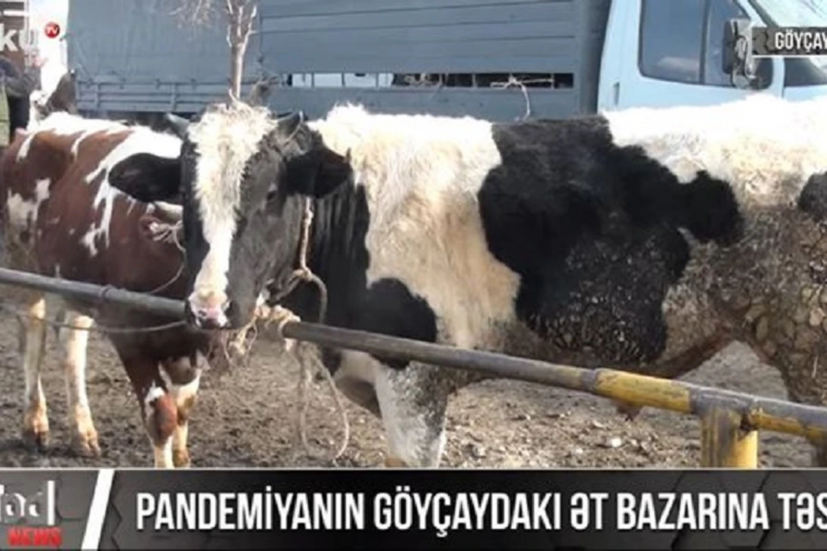 Pandemiya ət bazarına necə təsir edib? - VİDEOREPORTAJ