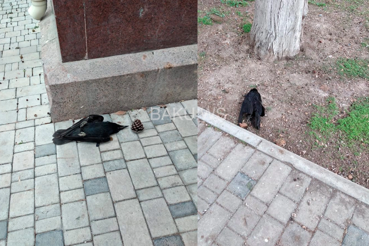 Bakıda qarğalar niyə kütləvi şəkildə ölür? - FOTO - RƏSMİ AÇIQLAMA