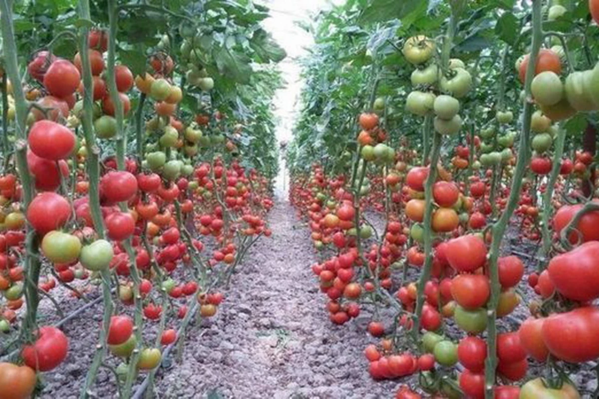 Экспортный потенциал Азербайджана расширяется - ФОТО Экспортный потенциал Азербайджана расширяется - ФОТО