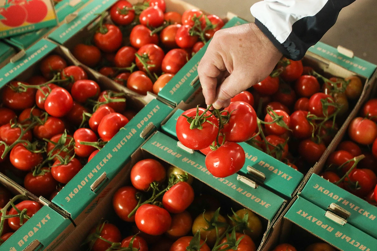 Qazaxıstan Azərbaycandan pomidor idxalını dayandırıb