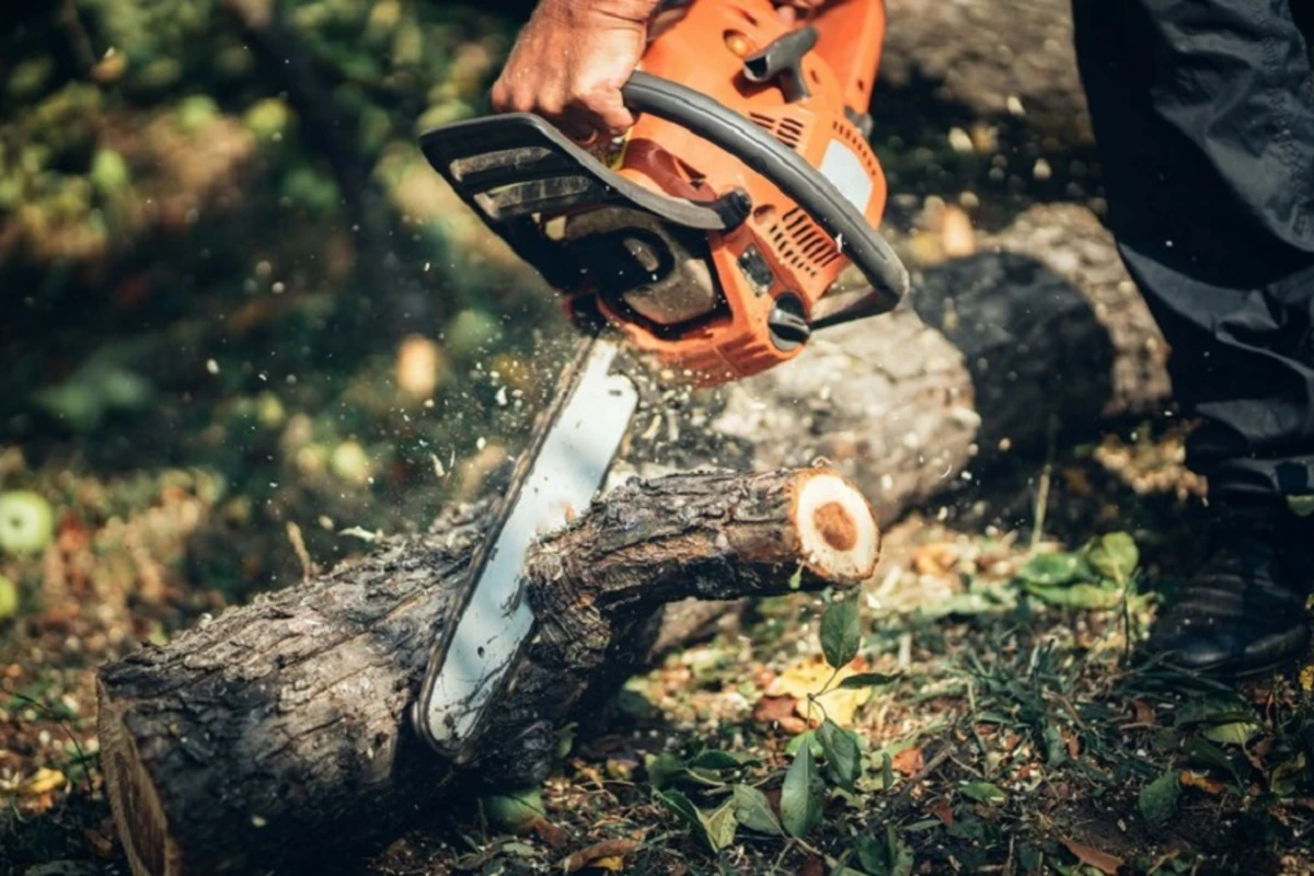 Ağacları kəsən şəxslər cəzalandırılacaq Ağacları kəsən şəxslər cəzalandırılacaq