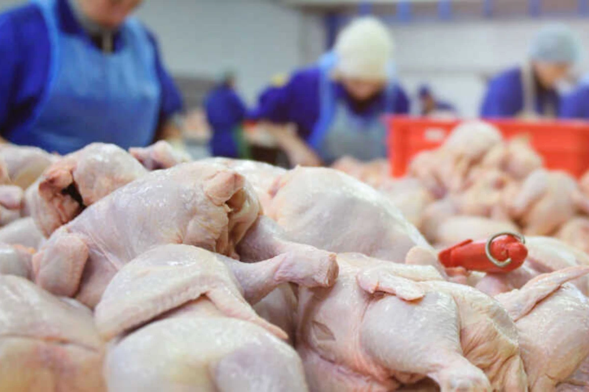 В Азербайджане обнаружена зараженная курятина из Беларуси