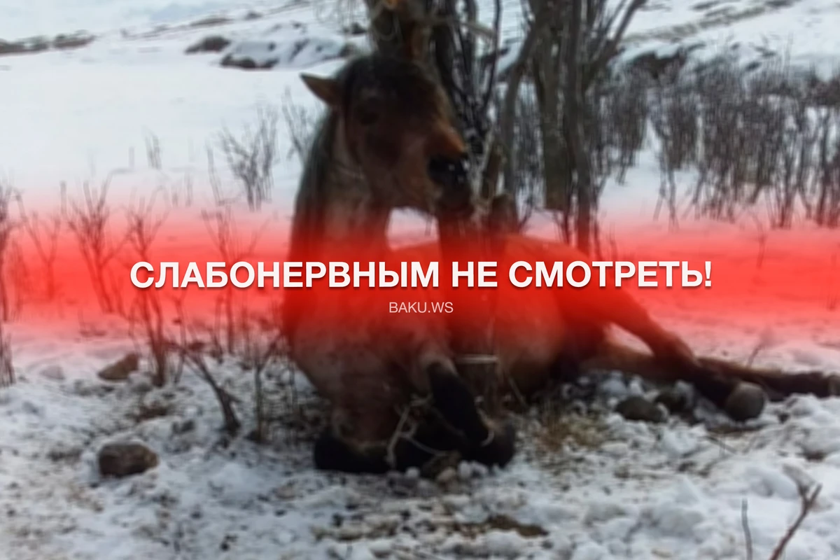 Невиданная жестокость в Азербайджане: Задушили лошадь, связав ее веревками к дереву - ВИДЕО