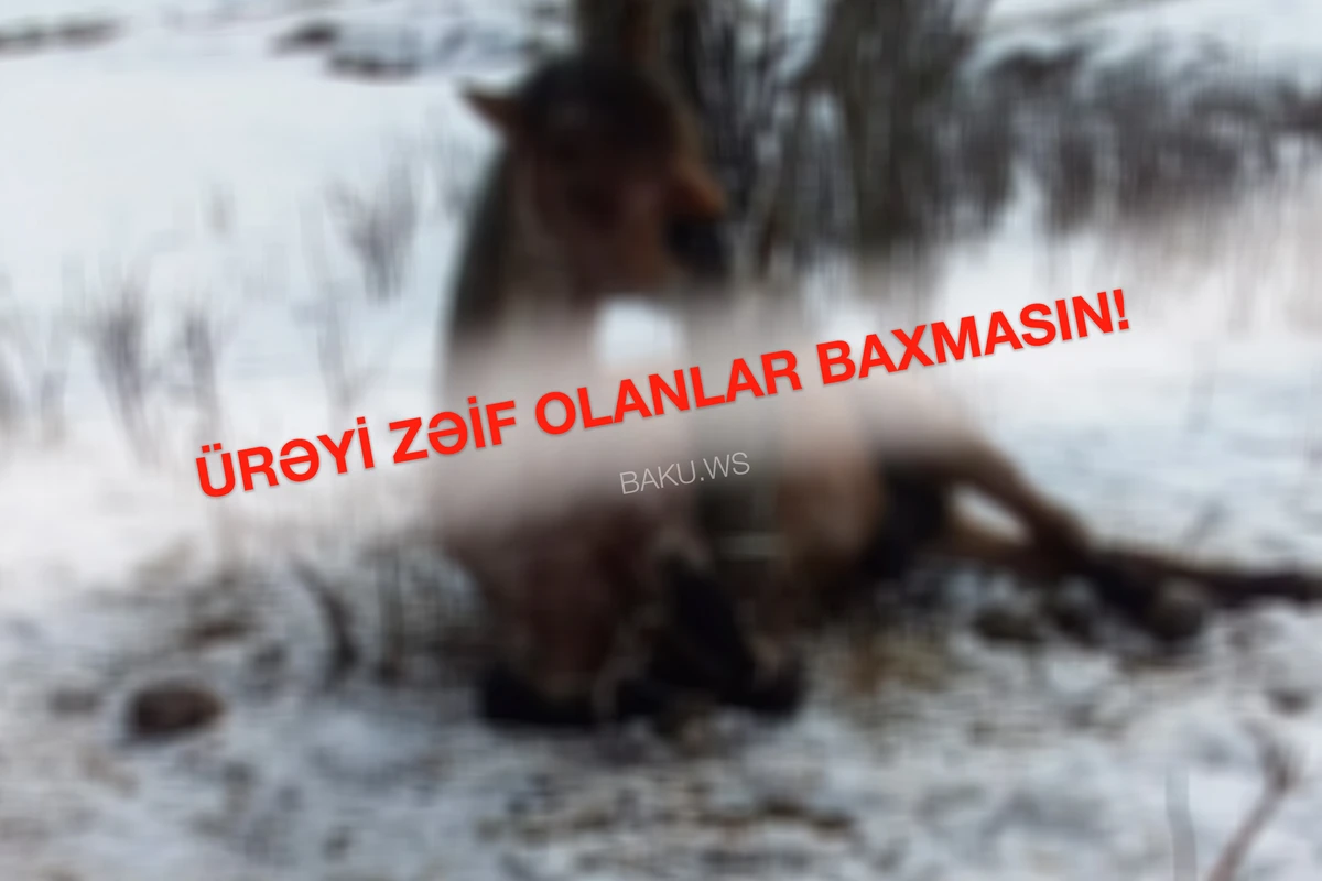 DİN-dən Gədəbəydəki vəhşiliklə bağlı AÇIQLAMA DİN-dən Gədəbəydəki vəhşiliklə bağlı AÇIQLAMA