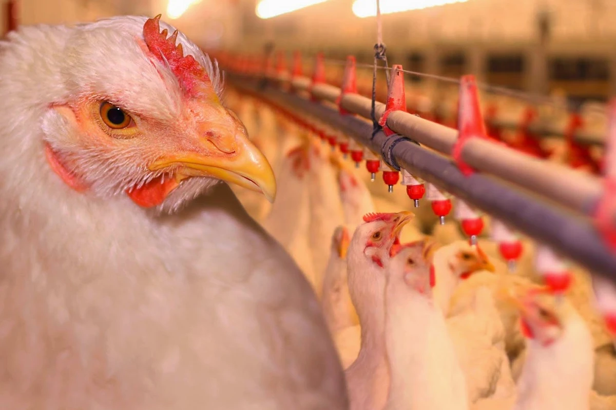 Азербайджан приостановил ввоз продукции птицеводства еще из одной страны