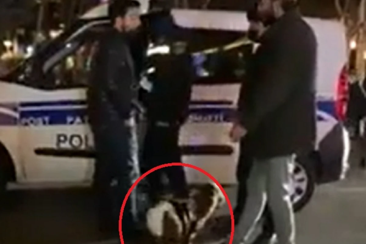 Bakıda quzuya uşaq bezi taxıb gəzdirdilər - polis saxladı - VİDEO Bakıda quzuya uşaq bezi taxıb gəzdirdilər - polis saxladı - VİDEO