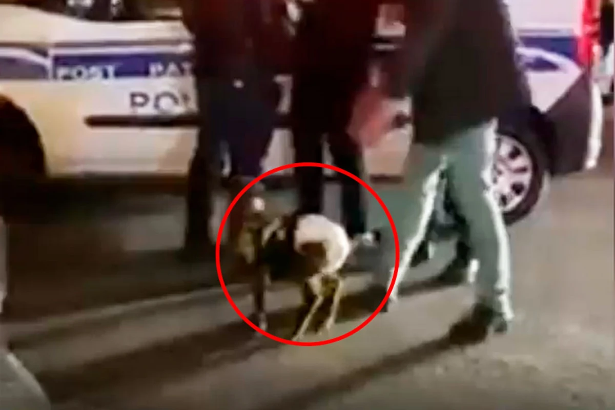 Bakının mərkəzində “pampers” geyindirilən quzu ilə gəzən gəncləri polis niyə saxlayıb? - RƏSMİ AÇIQLAMA Bakının mərkəzində “pampers” geyindirilən quzu ilə gəzən gəncləri polis niyə saxlayıb? - RƏSMİ AÇIQLAMA