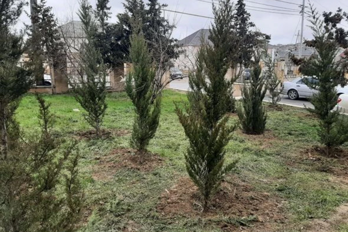 Kəsilmiş ağacların əvəzinə yeni ağaclar əkilib – FOTO