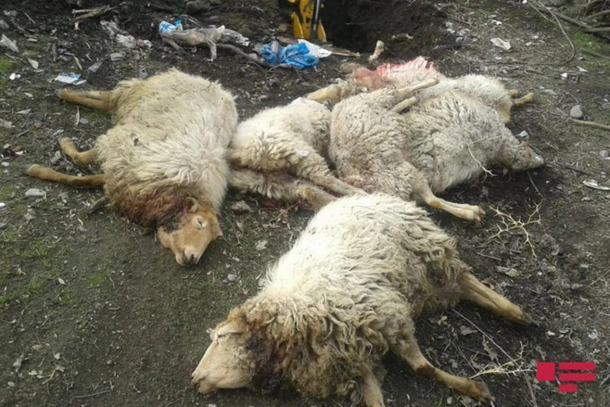 Волки напали на село в Огузе