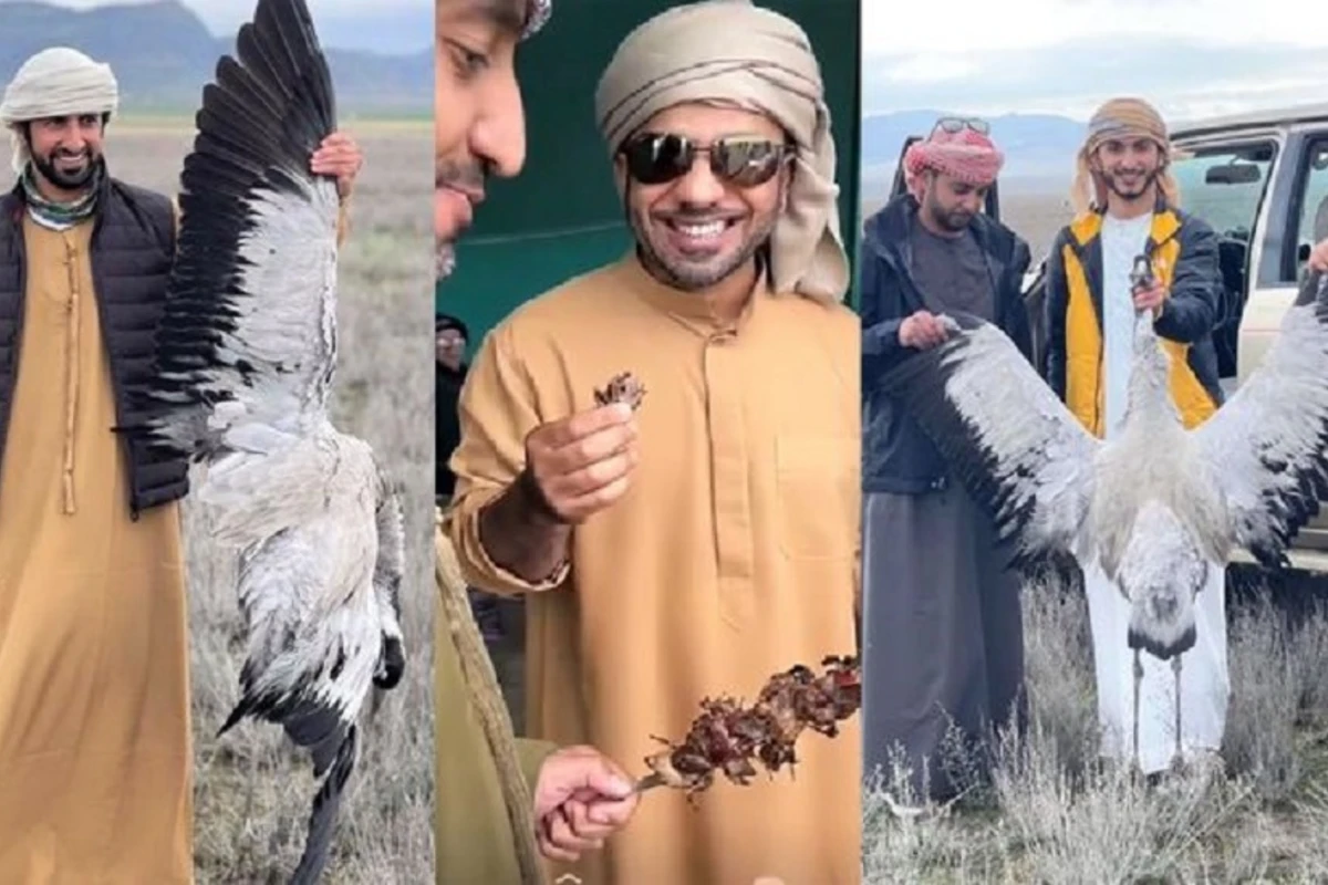 Ərəblər Azərbaycanda nadir quş növlərini tələf edirlər - FOTO/VİDEO Ərəblər Azərbaycanda nadir quş növlərini tələf edirlər - FOTO/VİDEO