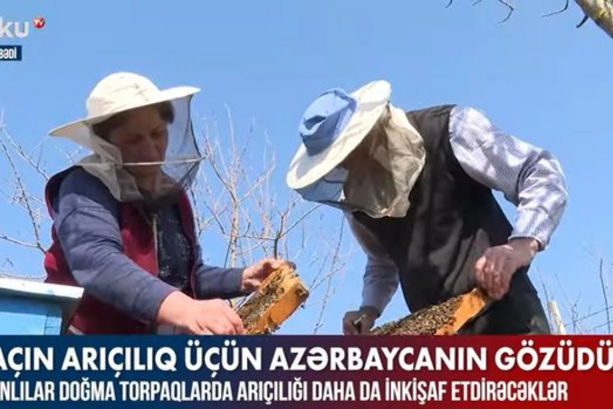 Laçınlılar doğma torpaqlarda arıçılığı inkişaf etdirəcəklər – VİDEO