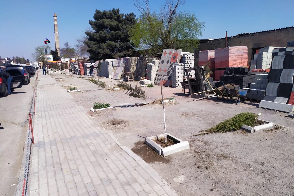 Bakıda kütləvi şəkildə ağaclar kəsilib - FOTO