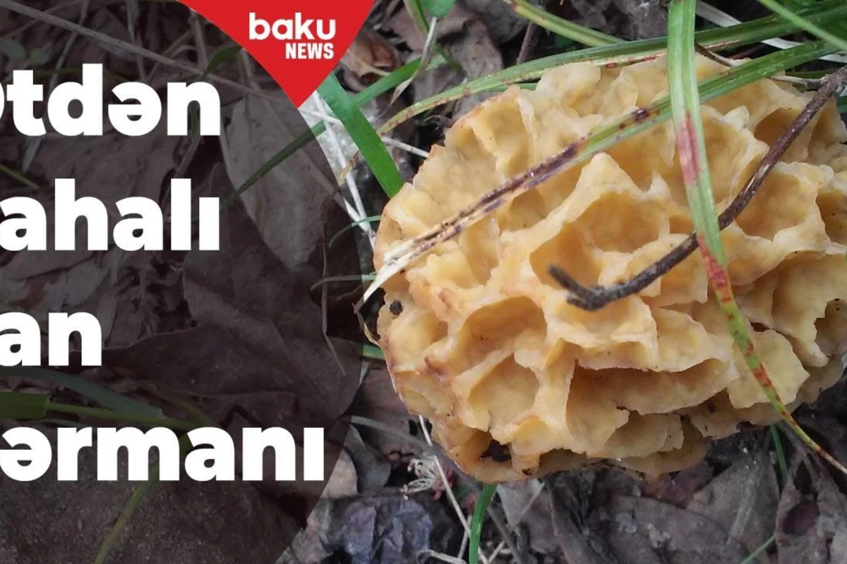 Ətdən bahalı can dərmanı - 1 kiloqramı 35 manatdır – VİDEO