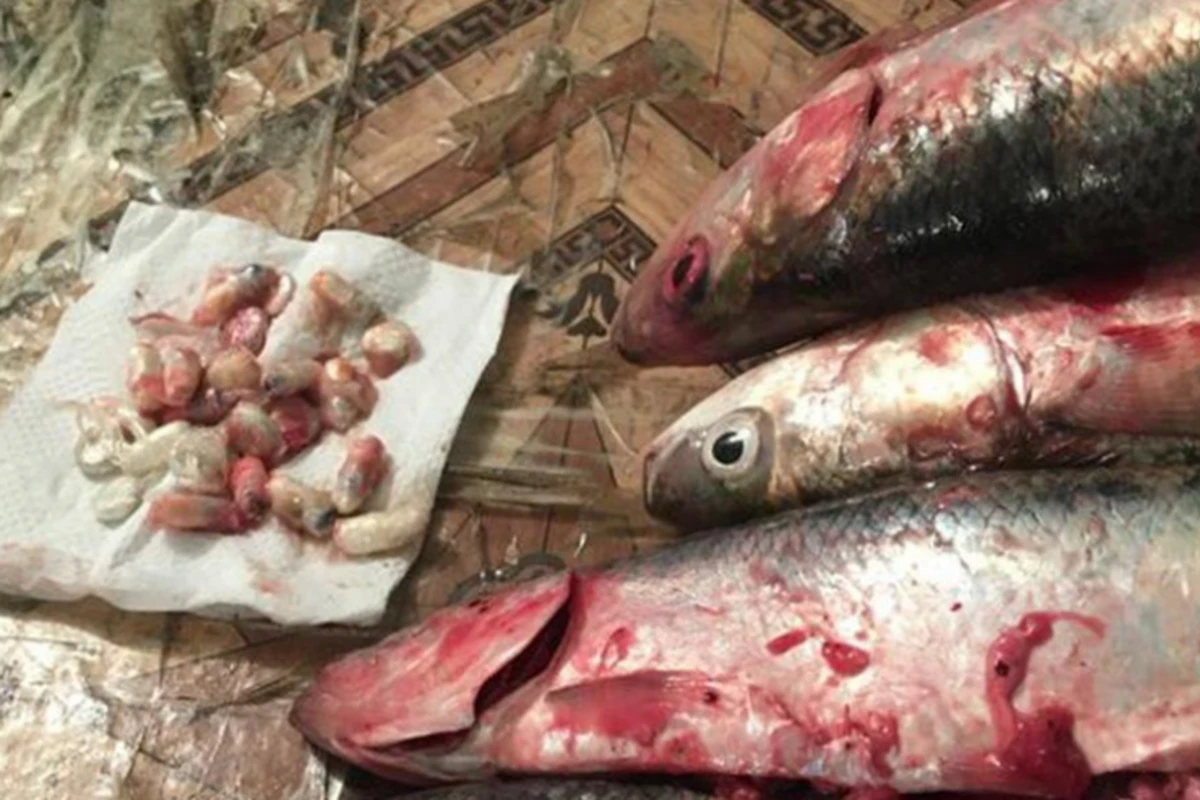 Qadın türmədəki qohumuna narkotiki balığın içində göndərdi