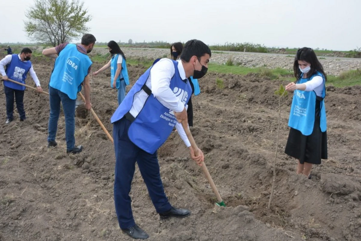 Bakı və Tərtərdə daha 1 225 ədəd müxtəlif cinsli ağac əkilib - FOTO