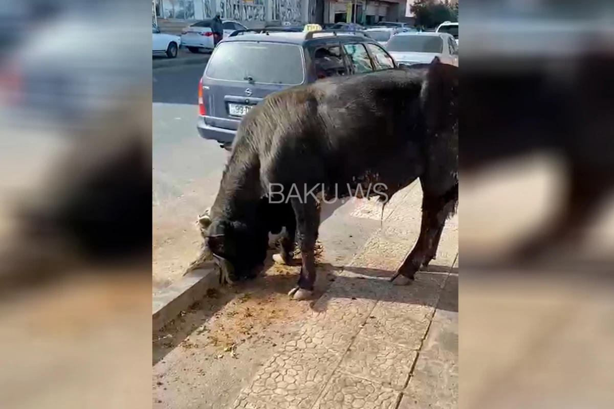 Bakıda insanlığa sığmayan hərəkət - VİDEO