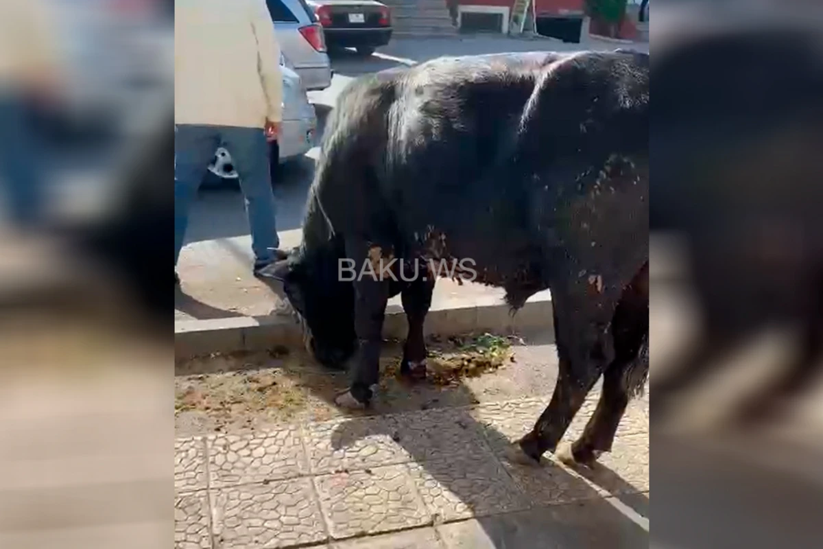 Бесчеловечный поступок в Баку - ВИДЕО жестокого обращения с животным