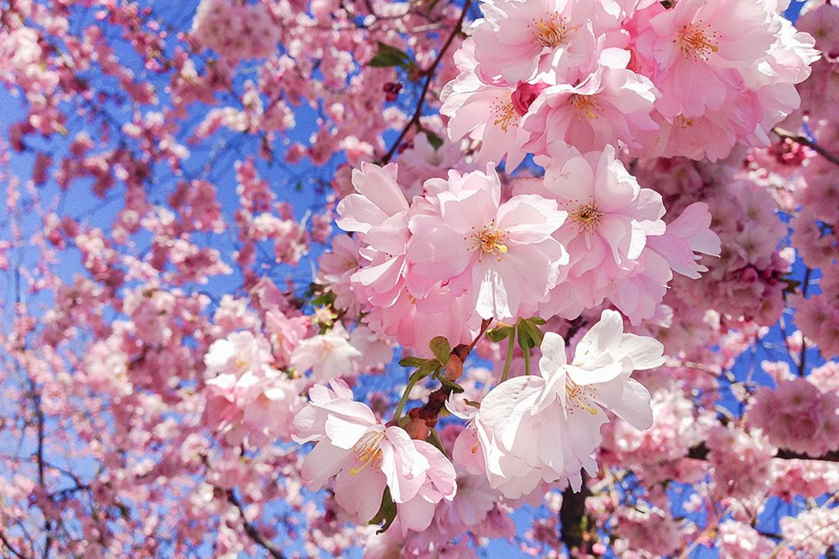 Sabahın havası açıqlandı