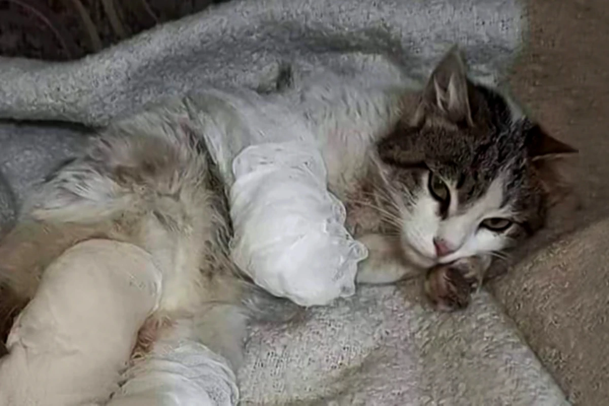 В Азербайджане кошке отрезали три лапы за то, что она украла кусок мяса - живодера разыскивает полиция  