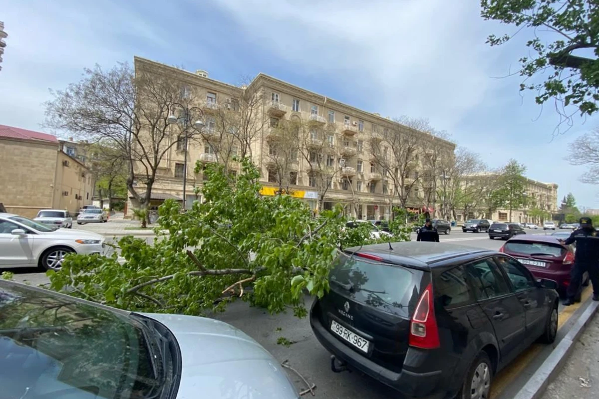 Сильный ветер повалил деревья в центре Баку, поврежден автомобиль - ФОТО
