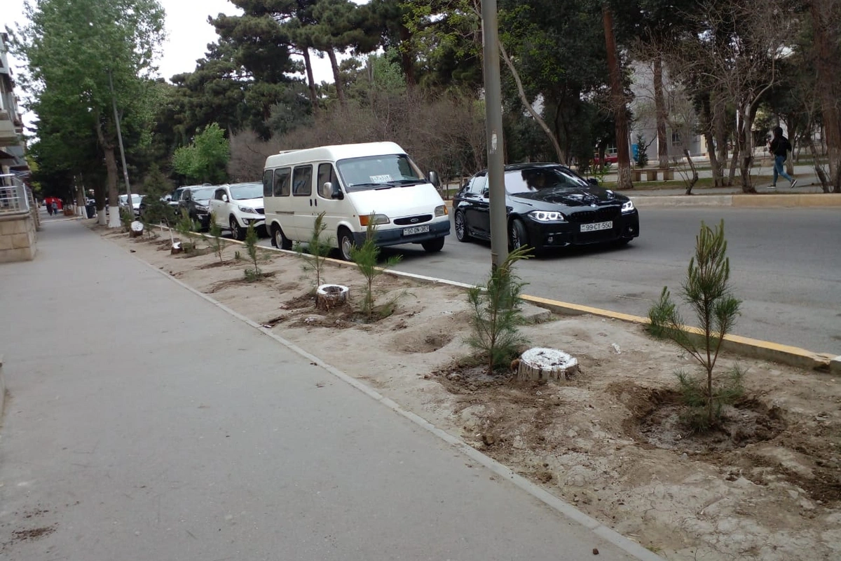 Aşan ağacların yerinə yeniləri əkilib - FOTO