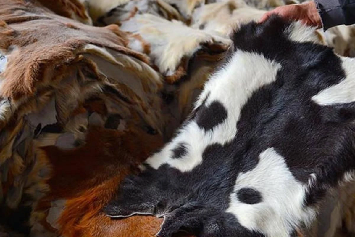 Bir sıra dəri və gön növlərinin rüsumları endirildi