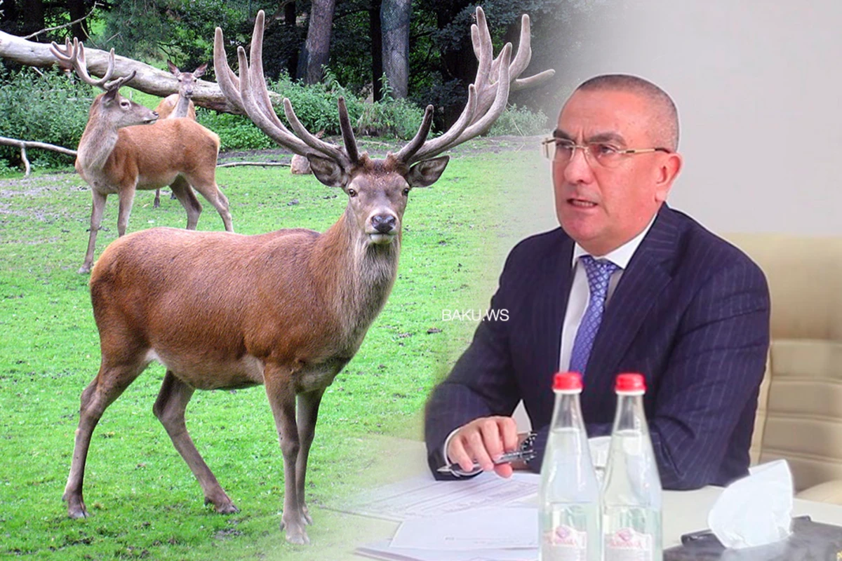 Кому Алимпаша Мамедов продавал оленину?