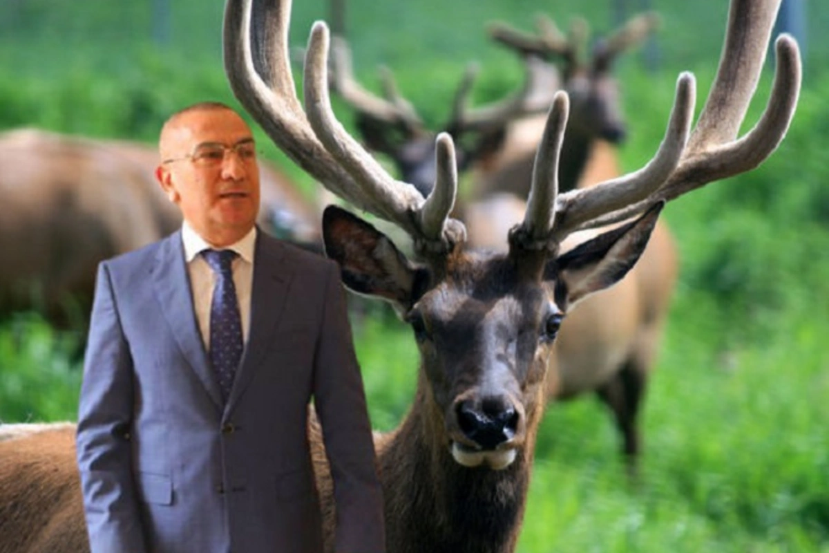 Alimpaşa Məmmədovun fermada saxladığı maralları ac qalıb - VİDEO