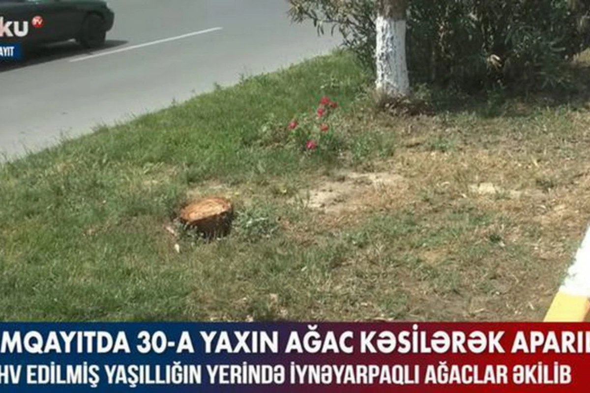 В Сумгайыте вырубили порядка 30 деревьев - ВИДЕО