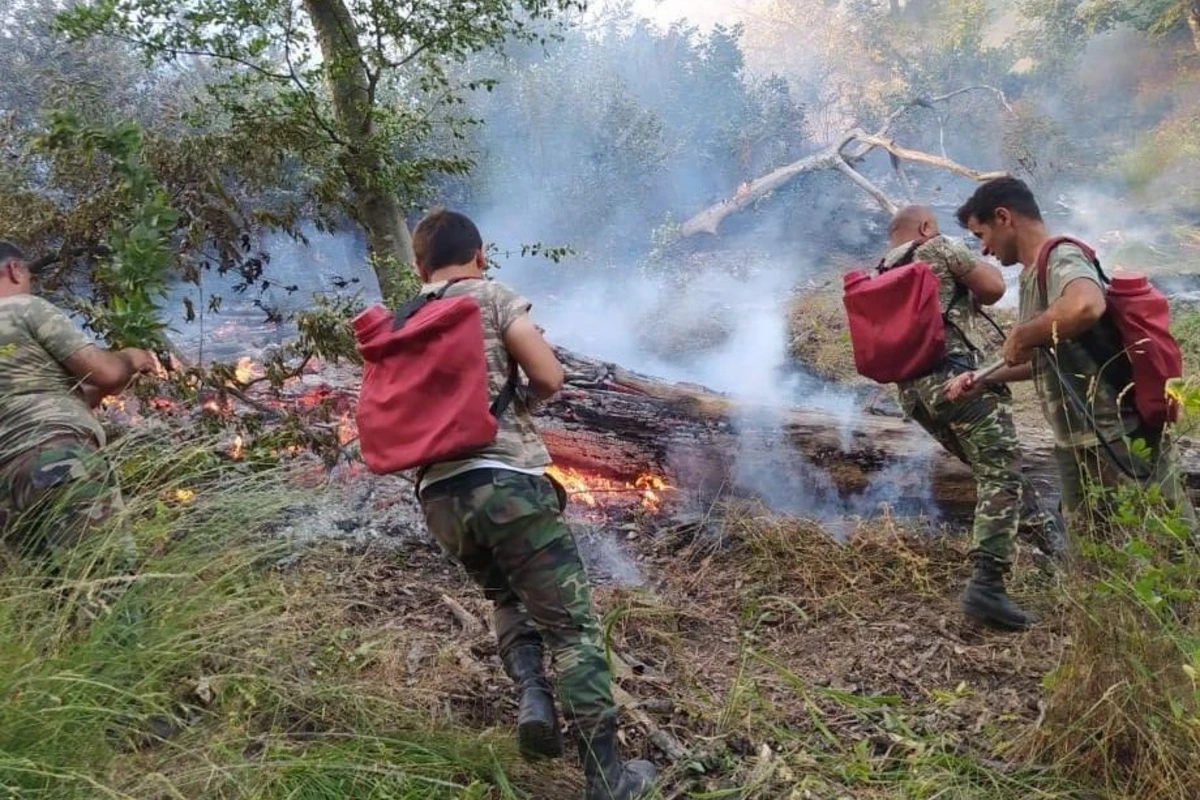 Cəlilabadda meşədə baş verən yanğın söndürülüb (FOTO)