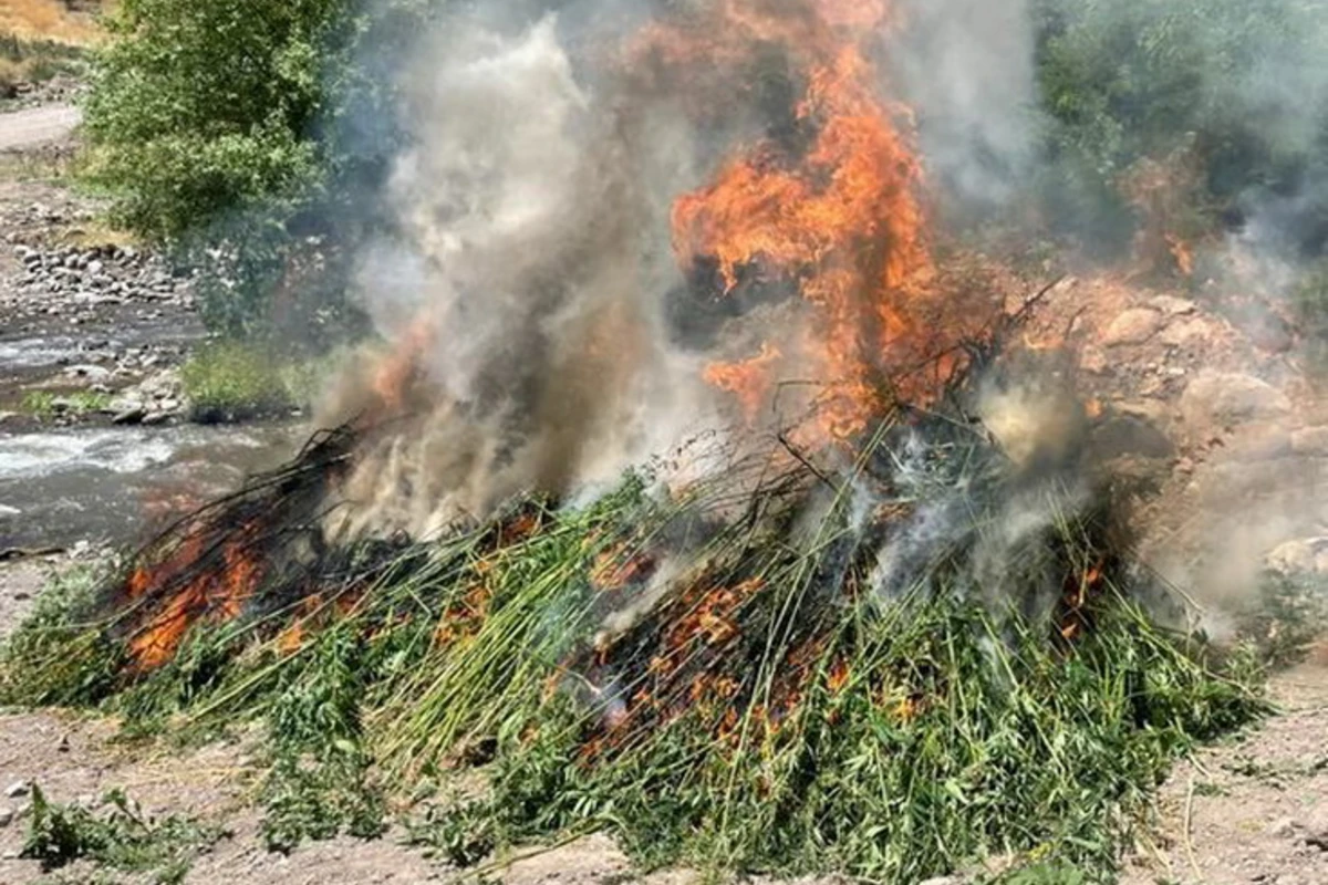 В Гяндже уничтожили более тонны конопли В Гяндже уничтожили более тонны конопли