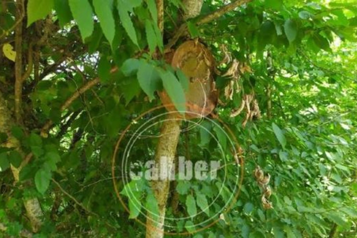 Xocavəndin ağaclarında ölümcül “meyvələr” – FOTO/VİDEO