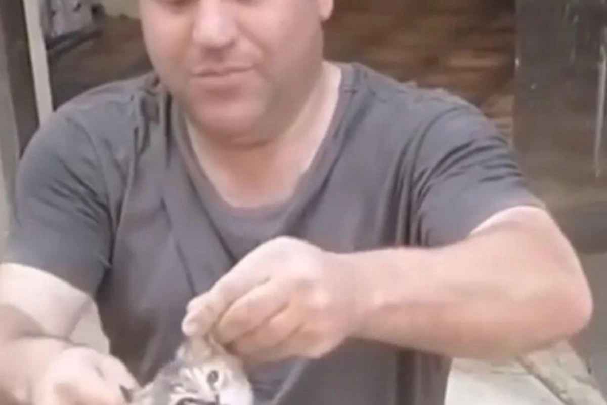 DİN pişiyə işgəncə verən şəxslə bağlı araşdırmaya başladı