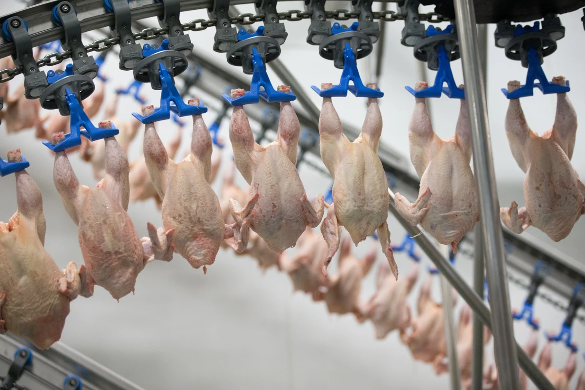 В Азербайджане ограничили импорт мяса птицы из Нигерии